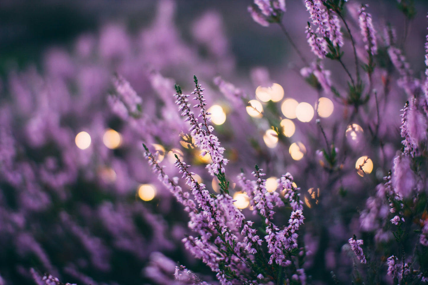 Lavender Fields