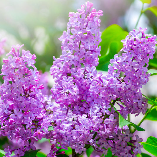 Lilacs in Bloom