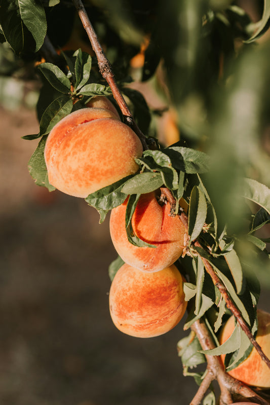 Summertime Peach